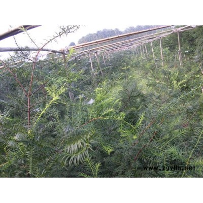 7年生掛果紅豆杉
