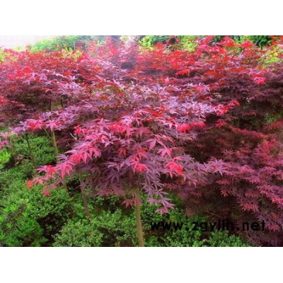 高接紅楓1供應(yīng)/高接紅楓1圖片