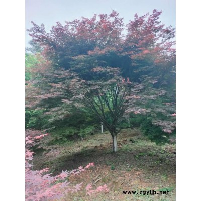 香榧