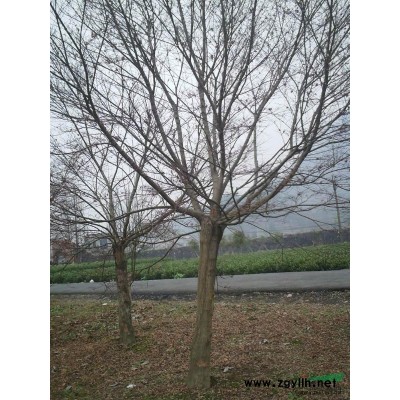 桂花基地*新價(jià)格/桂花基地報(bào)價(jià)