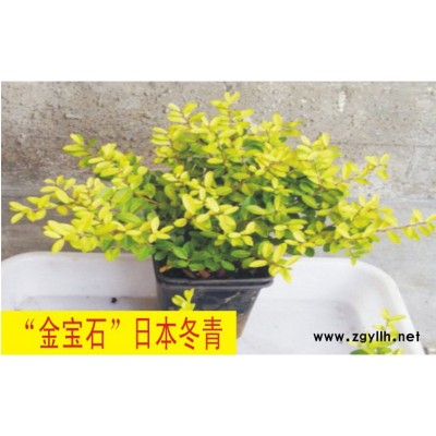 花葉柊樹