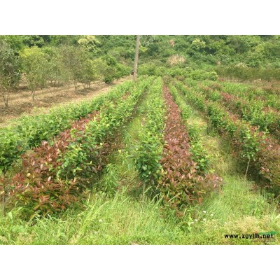 供應(yīng)各種優(yōu)質(zhì)苗，誠信為本，望各方單位有意向洽談