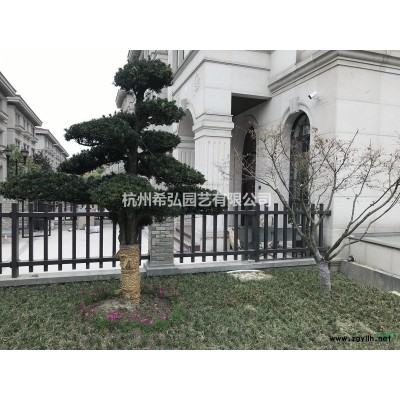 大量供應高干龍柏，精品金桂，價格低廉。