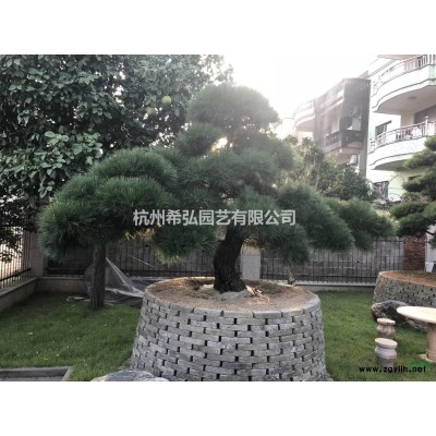 垂柳，各規格大量供應。