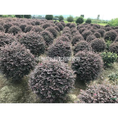 大量供應西府海棠3公分