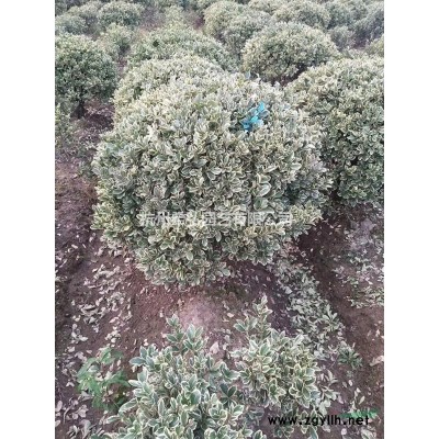 大量供應銀姬小臘小毛球H40，P30大葉梔子小毛球.杭州華綠