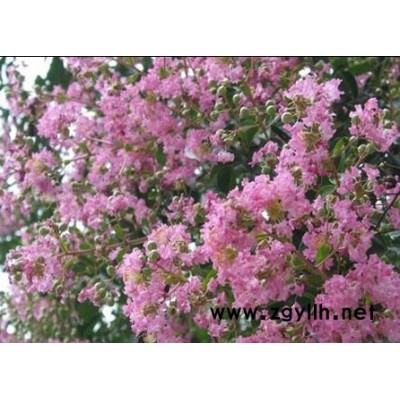 浙江桂花信息