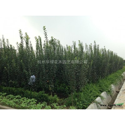 低價大量供應冬青樹