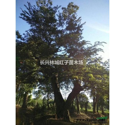 浙江林城泗安18-25公分紅梅樹