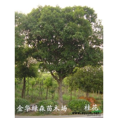 供應金華苗木—紫花含笑
