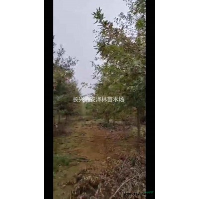 浙江8-12公分娜塔莉批發/供應 量大從優