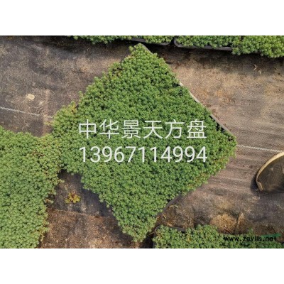 浙江[產(chǎn)品]/浙江無盡夏 （八仙花）2加侖價格/報價