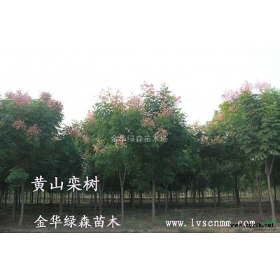 供應美國紅櫟