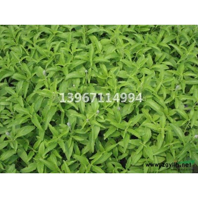 浙江[產(chǎn)品]/浙江毛冠草180雙色杯價格/報價