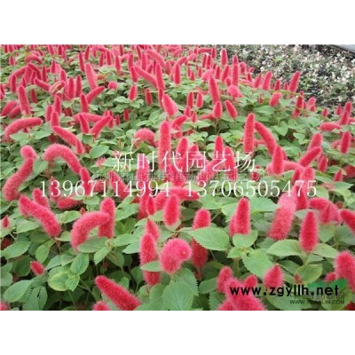 朱頂紅2加侖 浙江朱頂紅