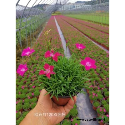 浙江百子蓮150雙色杯批發(fā)/供應(yīng)