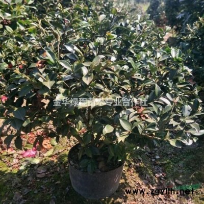 紅葉石楠杯苗介紹 紅葉石楠杯苗價格/批發