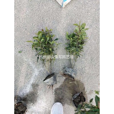 浙江[產(chǎn)品]/浙江龍柏價格/報價