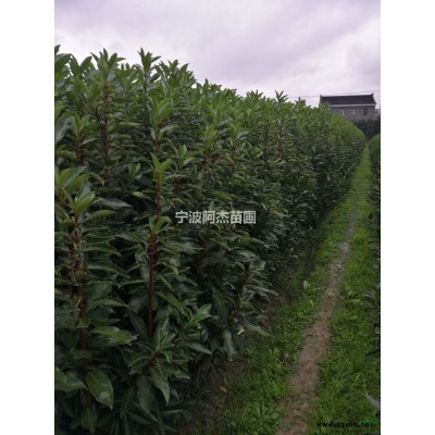 浙江毛鵑價(jià)格行情報(bào)價(jià)/浙江毛鵑價(jià)格圖片展示