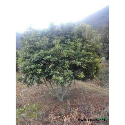 楊梅2*新價(jià)格/楊梅2報(bào)價(jià)