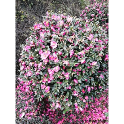 浙江毛鵑2介紹