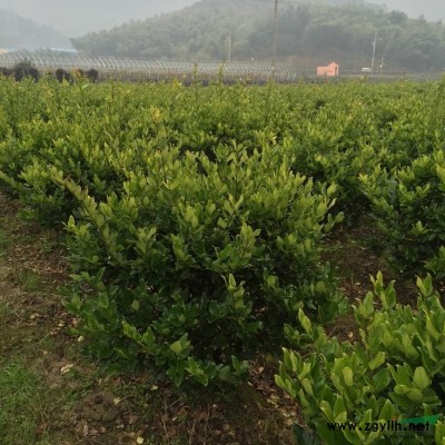 寧波珊瑚基地 大量批發供應珊瑚樹 浙江珊瑚供應商