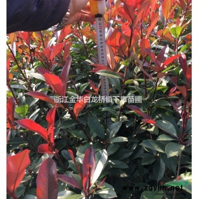 浙江紅葉石楠苗新報價