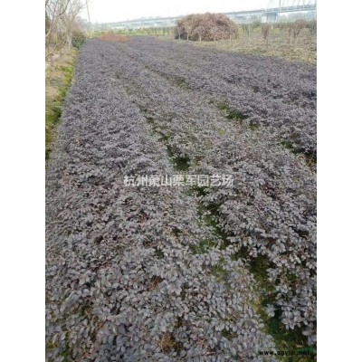 優(yōu)質(zhì)特價浙江蕭山黃金菊小杯產(chǎn)地直銷