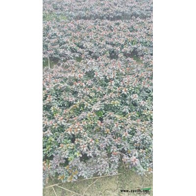 優質特價寧波阿杰苗圃法國冬青產地直銷