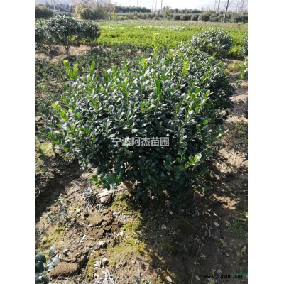 毛鵑圖片\毛鵑報(bào)價(jià)