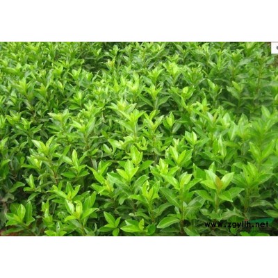 茶花2行情報(bào)價(jià)\茶花2圖片展示