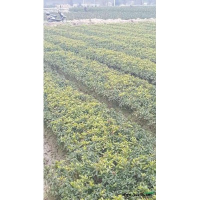 浙江茶花