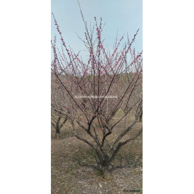 浙江15公分櫸樹 湖州櫸樹 長(zhǎng)興15公分櫸樹上車價(jià)1500元批發(fā)/供應(yīng)