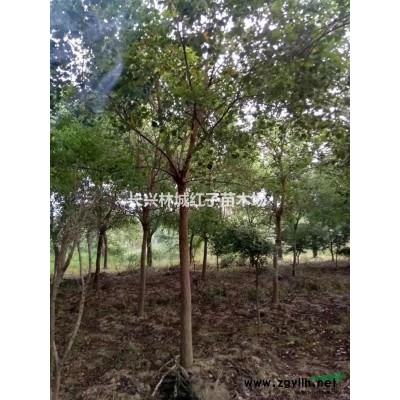 浙江長興紅梅大量現貨