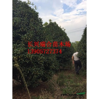 浙江長(zhǎng)興容器假植移栽精品楊梅樹 浙江楊梅樹基地