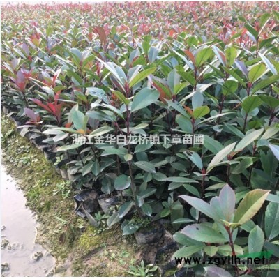 紅葉石楠杯苗價格0.3元一株