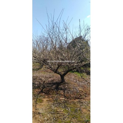 浙江18-25公分原生紅梅 湖州原生紅梅 長(zhǎng)興原生紅梅哪里好/哪家便宜