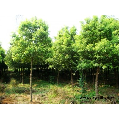 優(yōu)質(zhì)特價浙江櫸樹價格 海寧櫸樹基地低價產(chǎn)地直銷