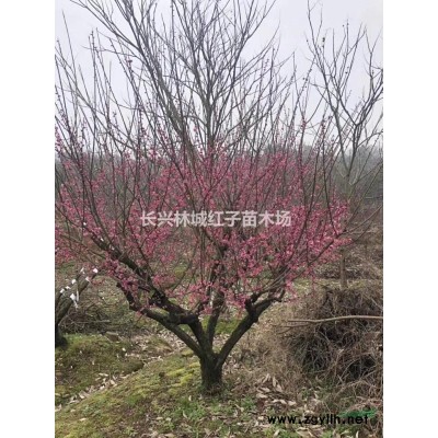 浙江紅葉石楠5米現貨