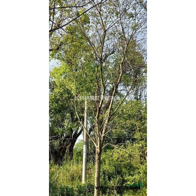 浙江提供紅梅大量5-8公分