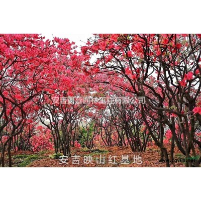 浙江安吉高山全冠映山紅出售批發/供應