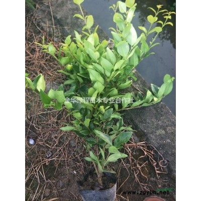 紅葉石楠杯苗哪里好_金華綠程苗木專業合作社