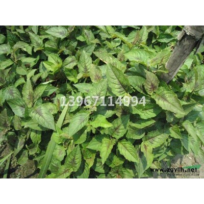 優(yōu)質(zhì)特價花葉虎耳草120雙色杯產(chǎn)地直銷