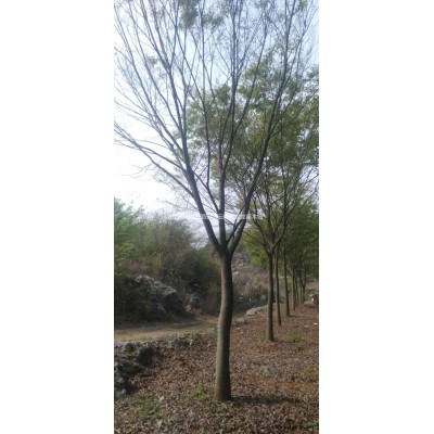 優質特價桂花 湖州桂花 浙江桂花樹產地直銷