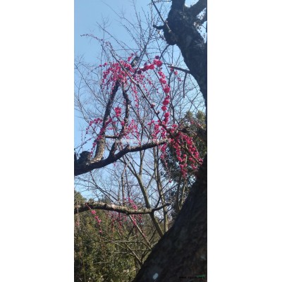 浙江[產品]/浙江桂花 長興桂花樹 湖州桂花價格價格/報價