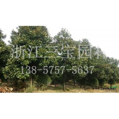 精品金邊黃楊球