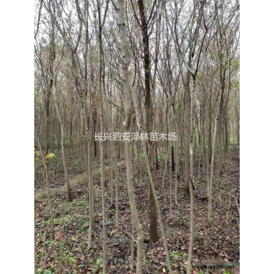 2公分娜塔莉  浙江基地批發直供