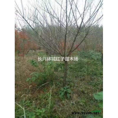 浙江欒樹15-16公分大量供應
