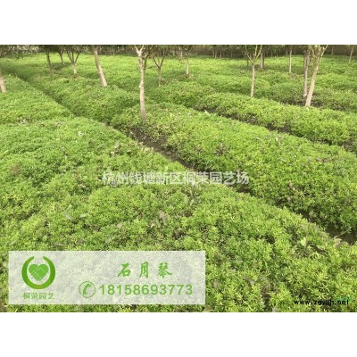 地栽常綠宣草