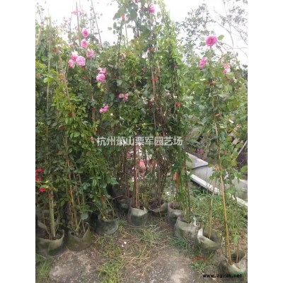 浙江供應再力花規(guī)格*